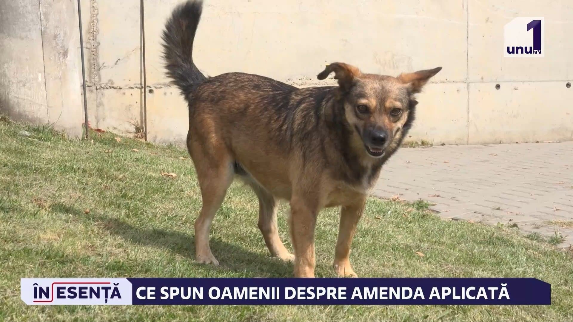 LĂSATE SĂ MOARĂ DE FOAME